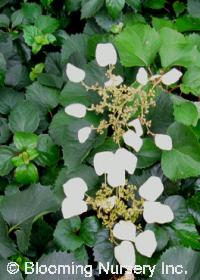 Schizophragma hydrangeoides 'Brookside Little Leaf'